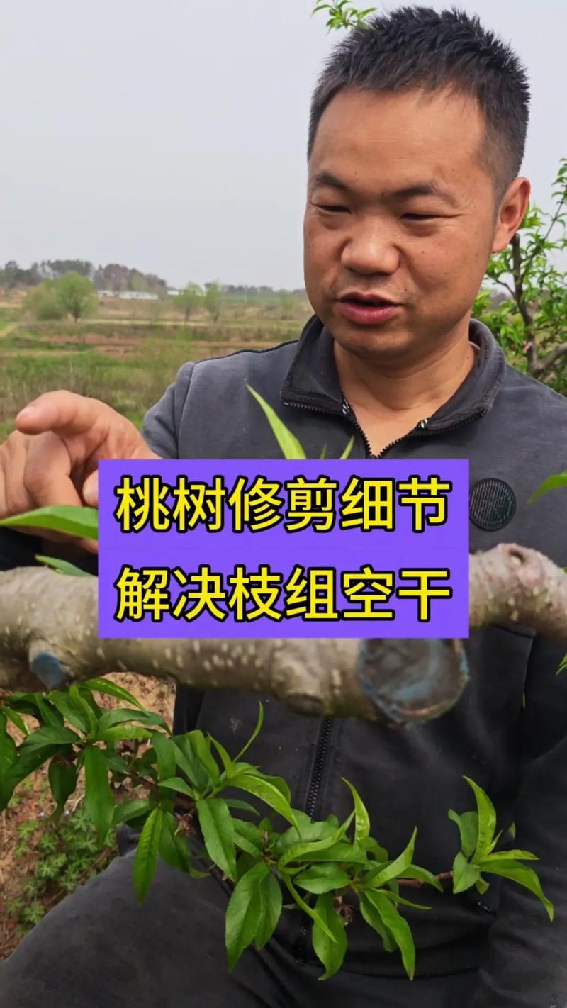 核桃树需要修剪吗