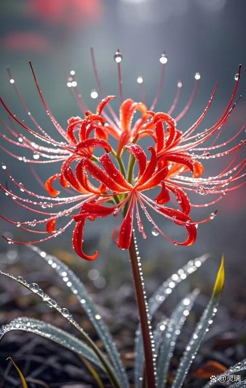 彼岸花什么样子图片
