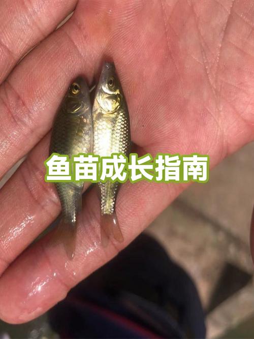 我的世界热带鱼怎么繁殖