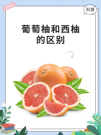西柚翻译