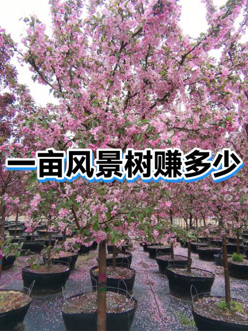 种树一年能赚多少钱