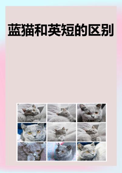 美短蓝猫和英短蓝猫的区别
