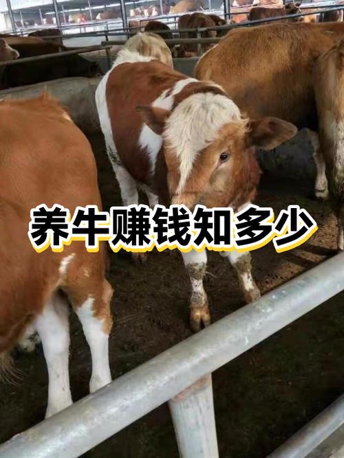 养一头小牛一年能赚多少钱