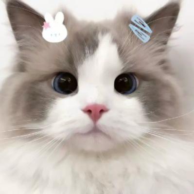 敲可爱猫咪头像的推荐