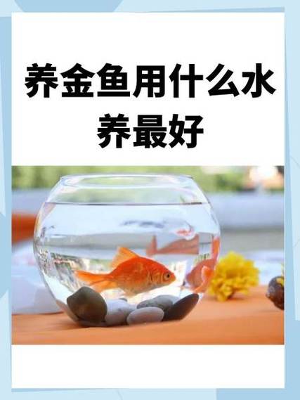 如何养好金鱼