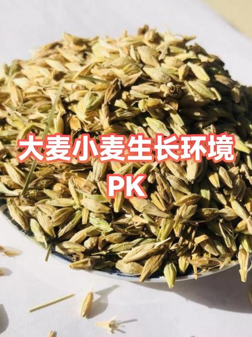 大麦9.0.12版本下载