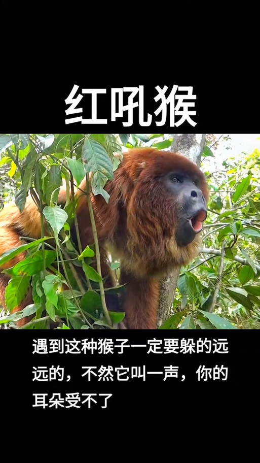 猴子的叫声是什么声音