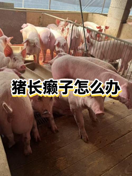 猪怎么养