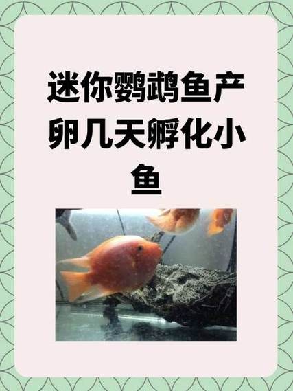 鹦鹉鱼一年能产几次卵