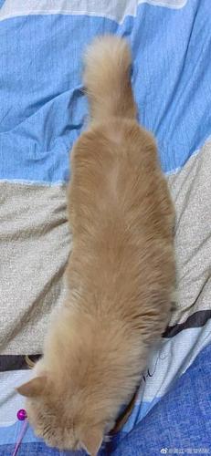 黑猫睨睨晋江专栏 黑猫睨睨晋江专栏