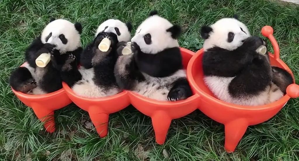 四喜丸子熊猫叫什么名字