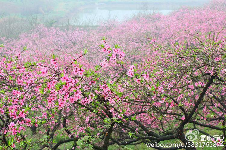桃花源中桃花仙截图3