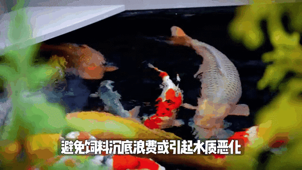 锦鲤鱼的养殖方法和注意事项