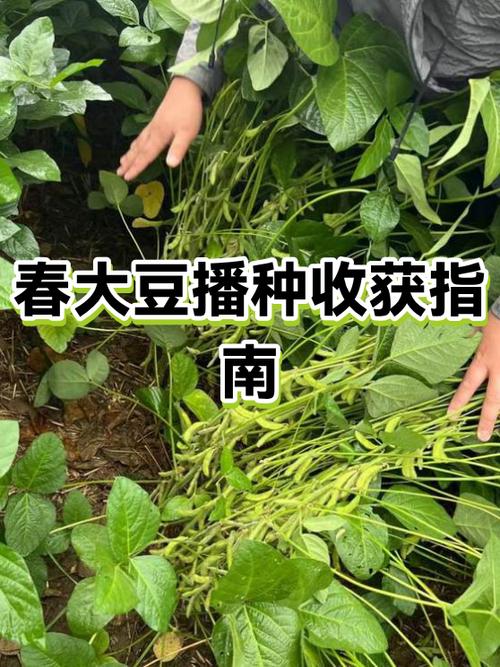 大豆最佳种植时间 大豆最佳种植时间