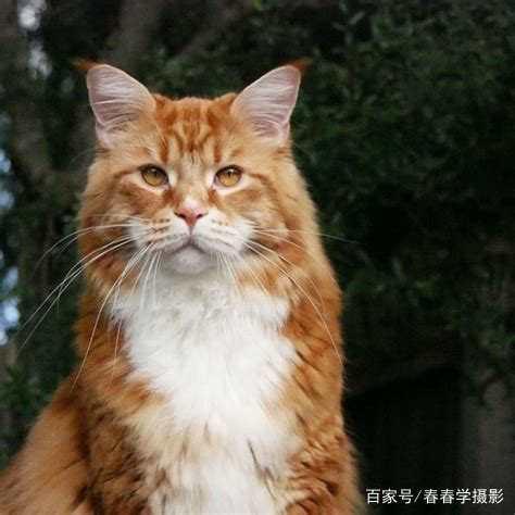 缅甸猫和缅因猫图片