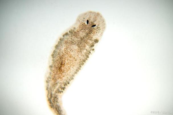 第一个发现微生物