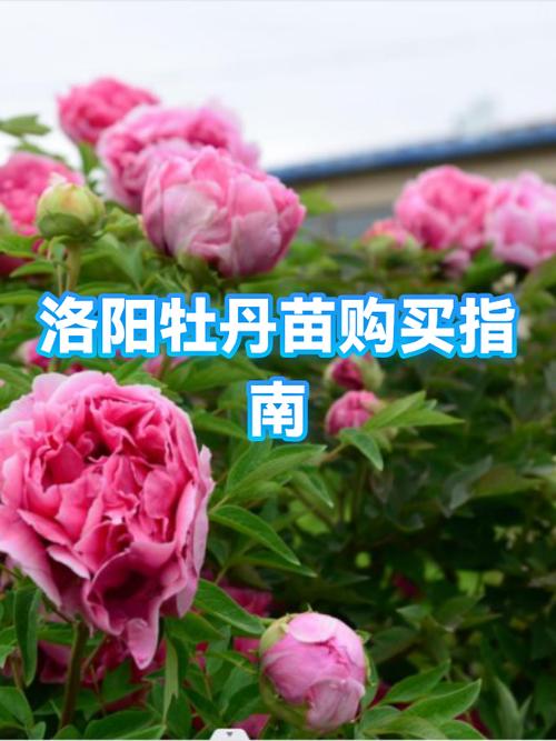 正宗洛阳牡丹苗在哪买