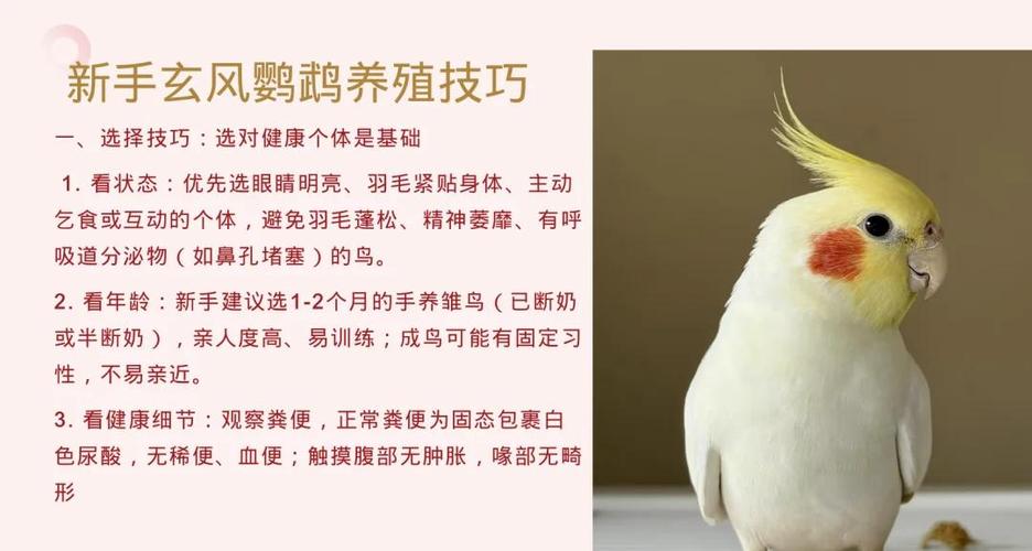 养玄凤鹦鹉的方法