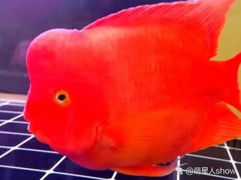 鹦鹉鱼能养几年