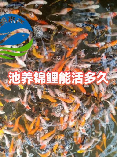 锦鲤寿命一览表