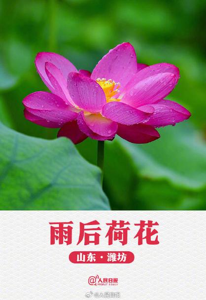 荷花转转发截图2
