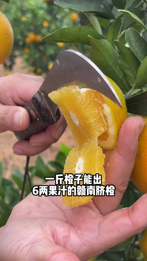 一斤橙子可以榨多少汁