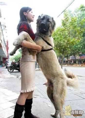 狗和人锁住能两天拔不出来吗?截图3