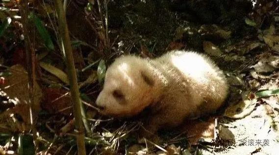 棕色熊猫生成指令 棕色熊猫生成指令
