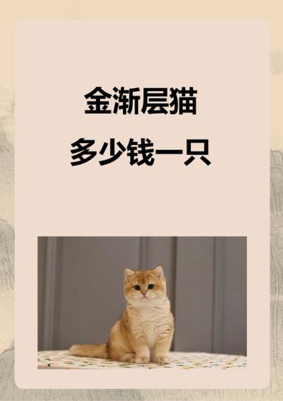 长毛金渐层多少钱一只
