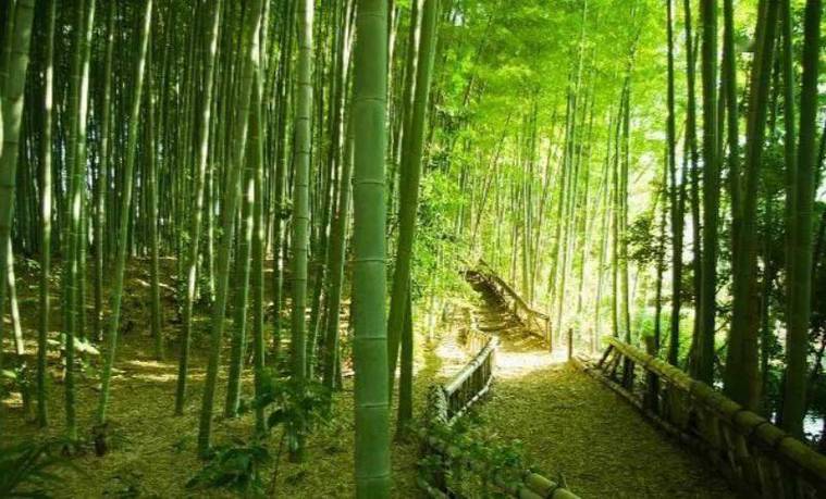 总是胡思乱想控制不住自己大脑