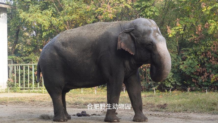 合肥野生动物园猛兽区
