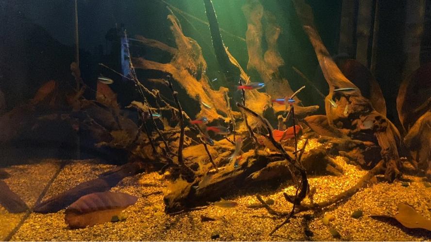 南美水族客户端
