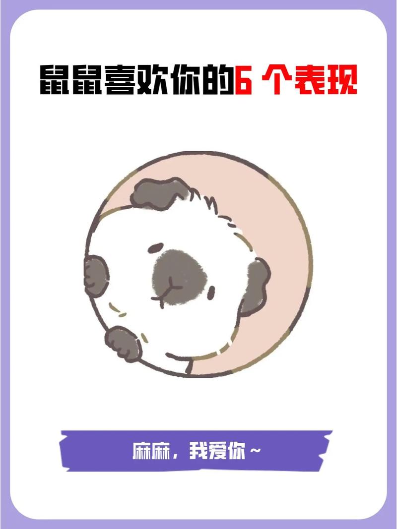 金丝熊喜欢你10大表现