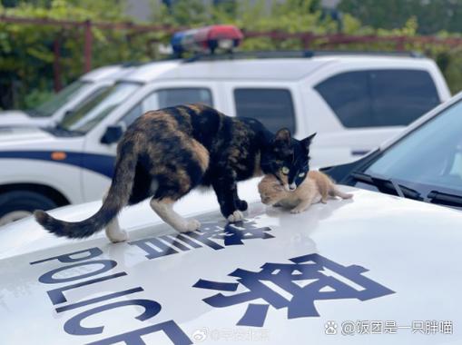 猫丢了调监控找警察可以么