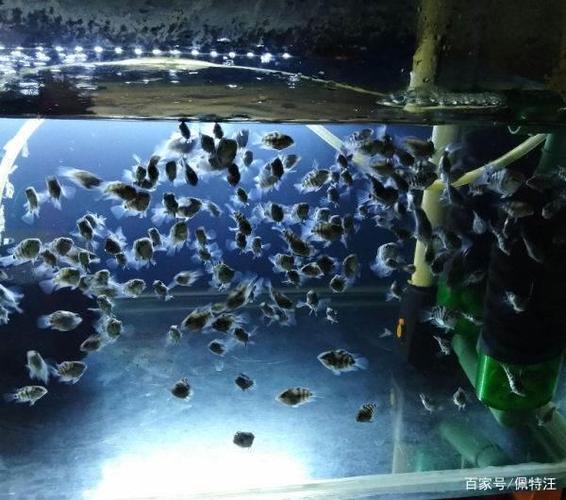 鹦鹉鱼一天不打氧可以吗