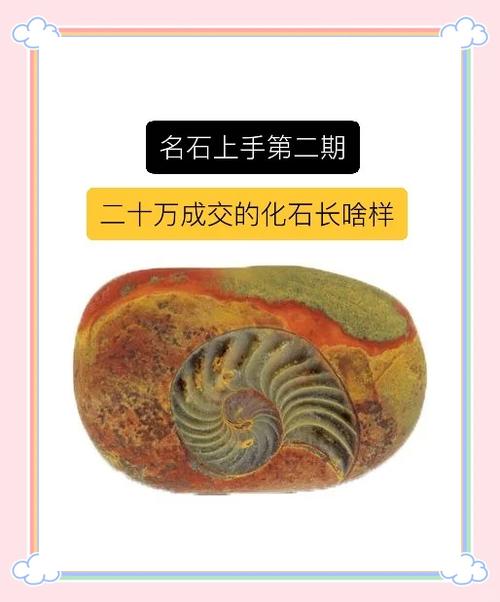 最稀有的贝壳化石