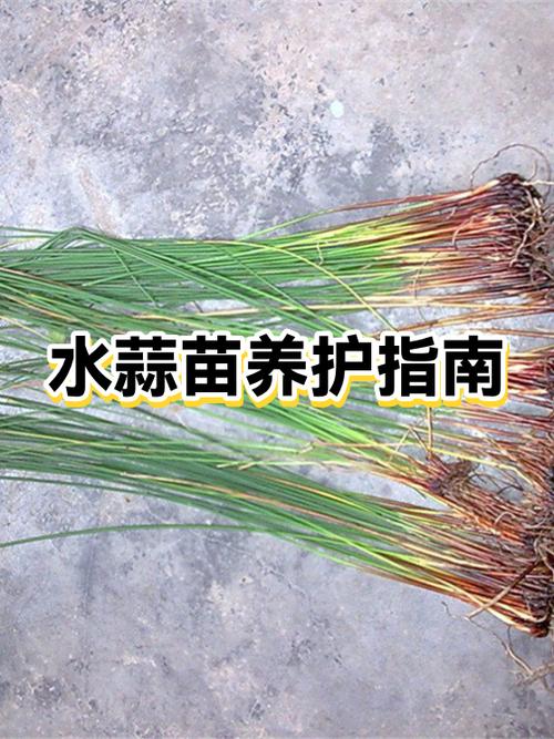 大蒜种深了在长头时可以扒土吗