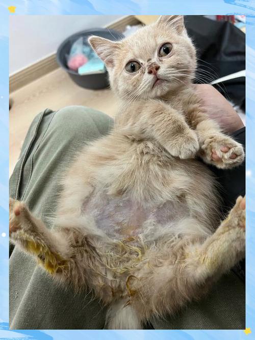 猫传腹最明显的症状