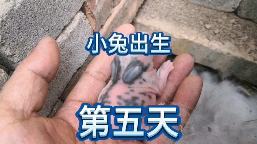 出生的小兔一天吃几次奶