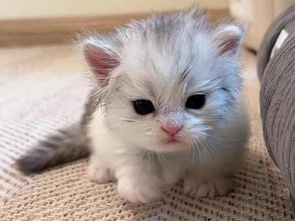 小奶猫的照片 小奶猫的照片