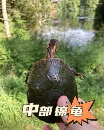 乌龟品种图片大全 图解 名字