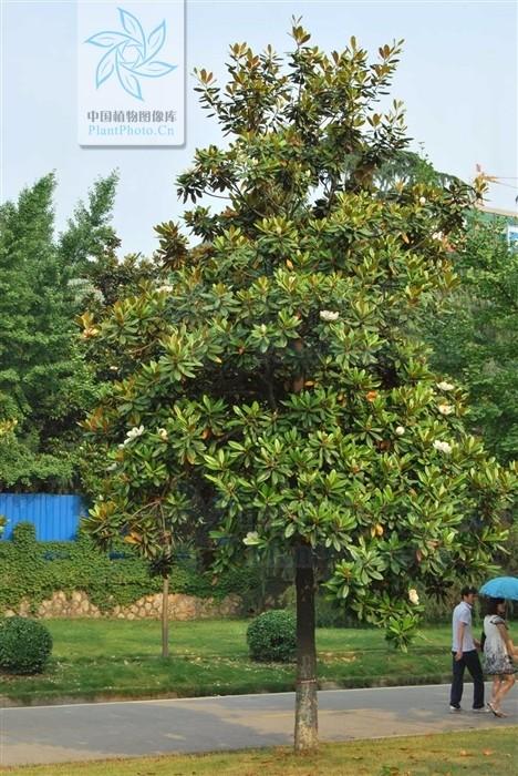 木兰树是什么树