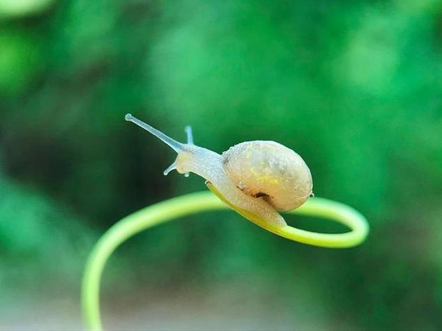 寻找蜗牛