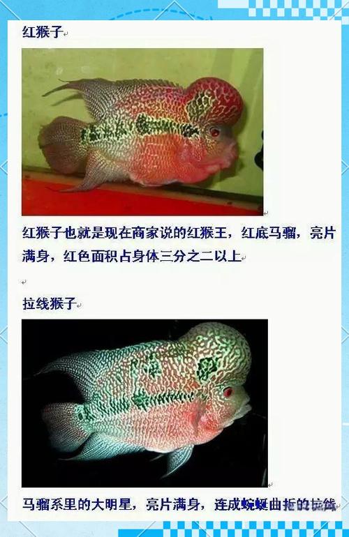 罗汉鱼配对成功的表现截图2
