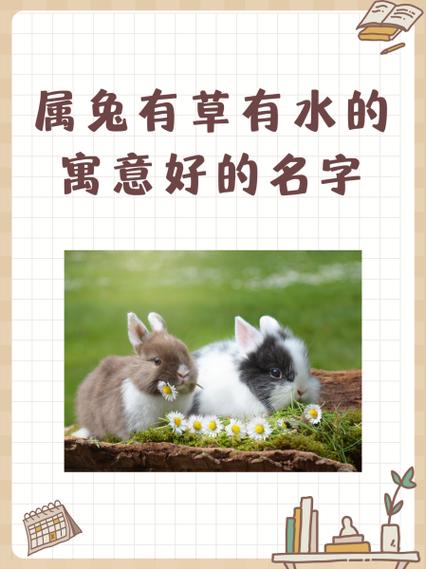 小鸡好听又聚财的名字截图3