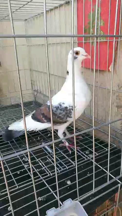 新疆翻翻鸽子图片纯种