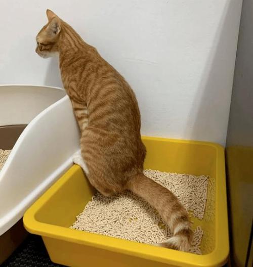猫砂盆旺财位置图解