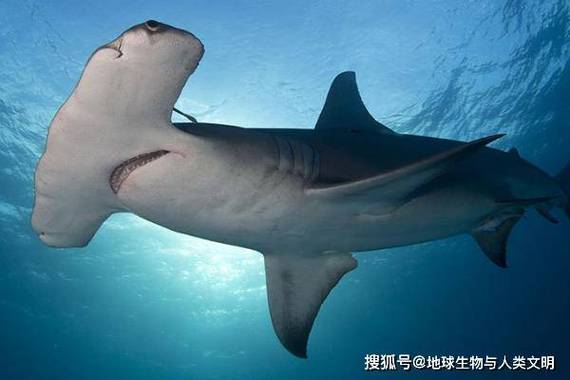 世界上的鲨鱼有多少种