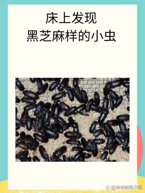 跟黑芝麻很像的很小的叫什么
