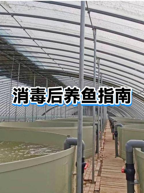鱼缸可以养清道夫吗